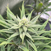 Profile Picture of Christopher Pierce (@christopherpierce613) on Youtube