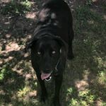 Profile Picture of Garrettswann (@raven_killer13) on Instagram