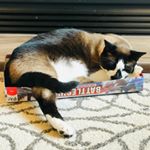 Profile Picture of The Daily Max (and Mooch) (@shaundra.gutierrez) on Instagram