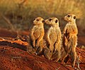 Profile Photo of Meerkaton Wikipedia