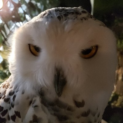 Profile Picture of Rex Chiu (@RexChiu17) on Twitter