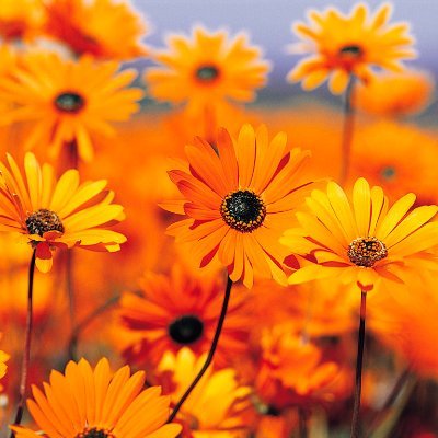 Profile Picture of Janet Larsen (@JanetLa75598639) on Twitter