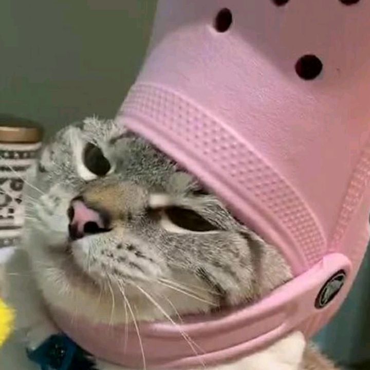 Profile Picture of Alice braz (@alice.brazz) on Tiktok