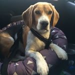Profile Picture of William (@william_thebeagle) on Instagram