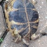 Profile Picture of Felicia The Turtle ;) (@booty.too.fat) on Instagram
