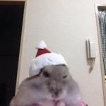 Profile Picture of Royce Jacobs (@rjsilver_fox) on Instagram