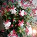 Profile Picture of Alexa Newman (@alexa.newman.7161) on Facebook