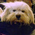 Profile Picture of Amy Mckay (@amy.mckay.39395033) on Instagram