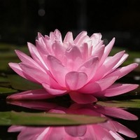 Profile Picture of Miranda Albert (@miranda-albert) on Quora