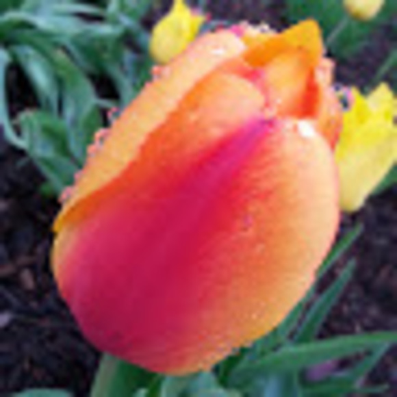 Profile Picture of Clare Duskey (@cduskey) on Poshmark