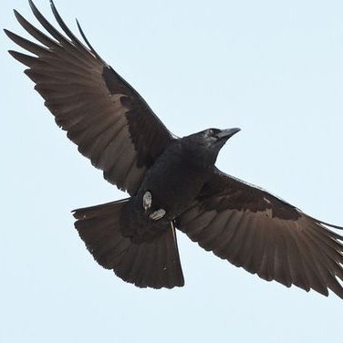 Profile Picture of 袁伟 (@Vincent_yuan_) on Twitter