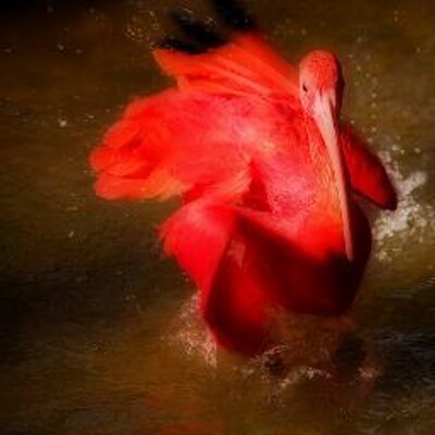 Profile Picture of Nancy Pierre-Campo (@NPCampo) on Twitter