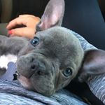 Profile Picture of Wally Walter (@walter_the_farting_frenchie) on Instagram