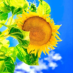 Profile Picture of Tom Searle (@thomas.searle) on Flickr