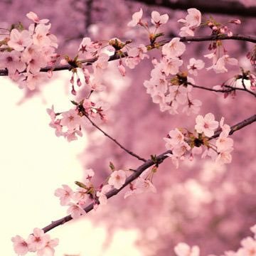 Joshua Gelman - Twitter Profile Picture of Joshua Gelman (@Axuah_) on Twitter