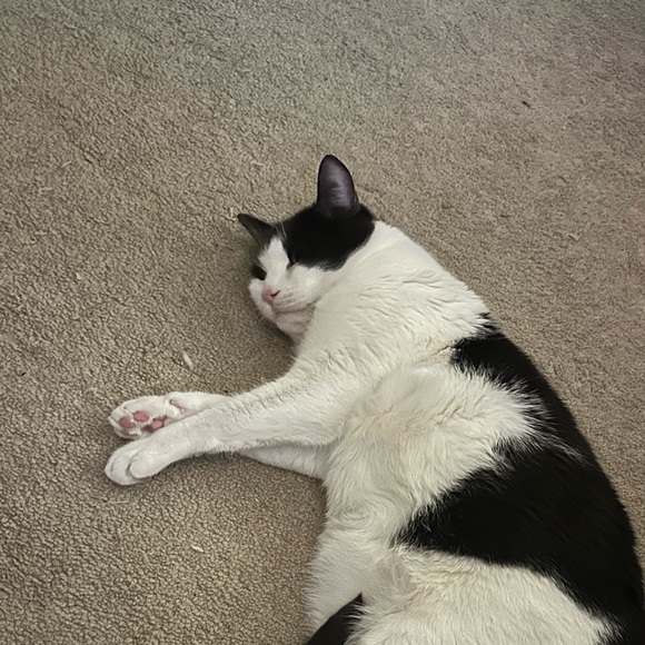 Profile Picture of Gil Ganschow (@ralphwatkins12) on Poshmark