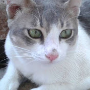 Profile Picture of Raymond C. Schindler (@raymondc.schindler5717) on Youtube