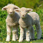 Profile Picture of Lucia Yang (@luciayang9822) on Youtube