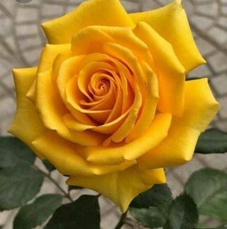 Profile Picture of Silvia Mirabal (@daisy.mirabal) on Facebook