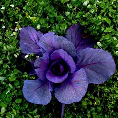 Profile Picture of Jennifer Scheyer (@JenniferKOlson) on Twitter