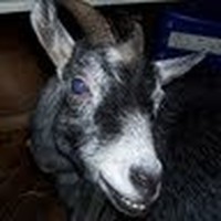 Profile Picture of Robert Peddicord (@robert-peddicord-3) on Quora