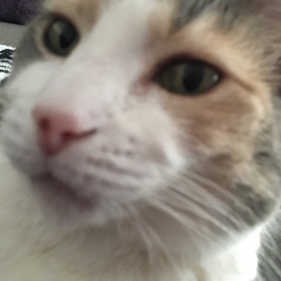 Profile Picture of Heather Hildenbrand (@hlnimlet) on Poshmark