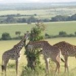 Profile Picture of Kevin Brown (@k_b_costanza) on Instagram