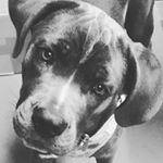 Profile Picture of Kimberly Napoli (@nightfury1203) on Instagram