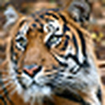 Profile Picture of Christopher Bowman (@City Bo) on Flickr