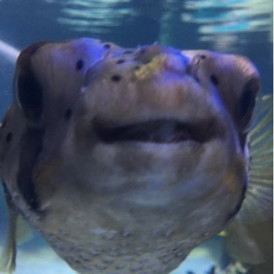 Profile Picture of Jacob Scheel (@RealJacobScheel) on Twitter