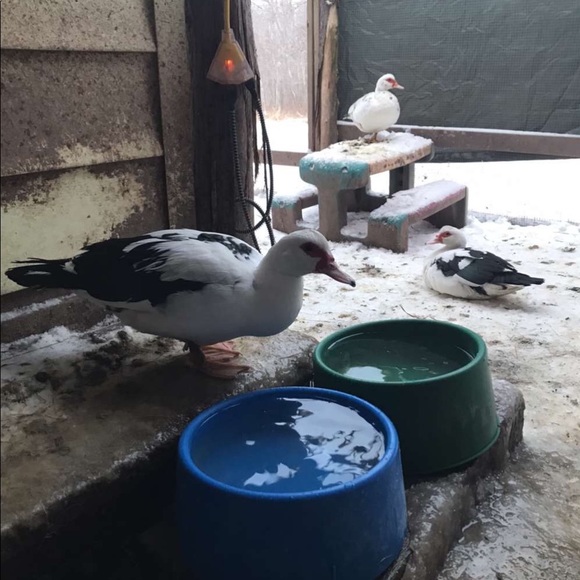 Profile Picture of Holly Osmond (@miloandmuffin) on Poshmark