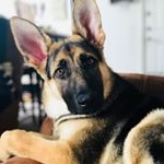 Profile Picture of Leona (@leonathegermanshepherd) on Instagram