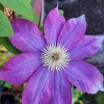 Profile Picture of Stacie Thomas (@stacie.thomas.796) on Instagram