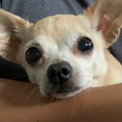 Profile Picture of Thomas Chea (@TChea42) on Twitter