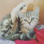 Profile Picture of КотРич шотладской породы (@kotrich_rg) on Instagram