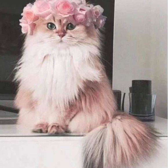 Profile Picture of Jaimee Evans (@pinkrosedreams) on Poshmark