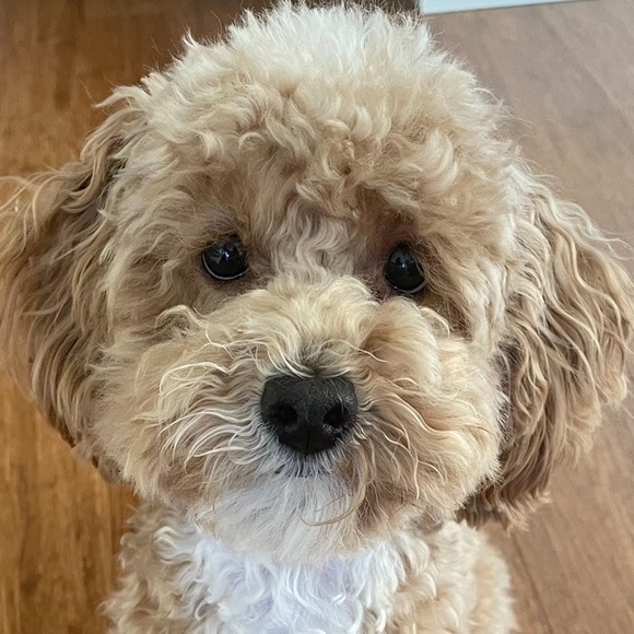 Profile Picture of Yutaka Izutsu (@22coco22) on Poshmark