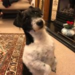 Profile Picture of Nicky Foster (@nickyfoster99) on Instagram