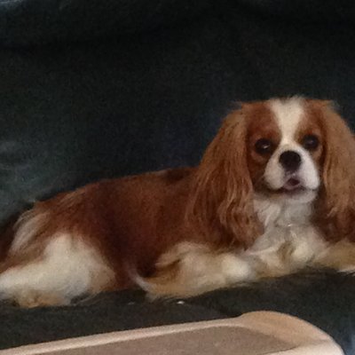 Profile Picture of Jo Ann Morse Weise (@jaweise1) on Twitter