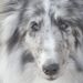 Profile Picture of Shelly Loree (@imagesbyshelly) on Pinterest