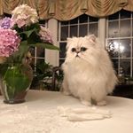 Profile Picture of Toby Adamson (@toby.adamson.50) on Instagram