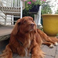 Profile Picture of Nancy Burtchell (@nancyburtchell) on Pinterest