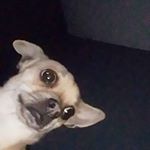 Profile Picture of Jeremy Dominguez (@ding_a_.ling) on Instagram