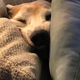 Profile Picture of Christina Minton-Elser (@ToothEFDA) on Pinterest