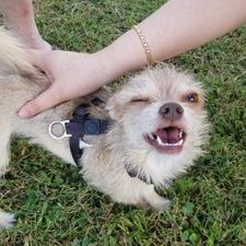 Profile Picture of Vanna Nguyen (@Vanna_Nguyen) on Twitter