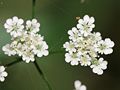 Profile Picture of Torilis japonicaon Wikipedia