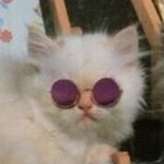 Profile Picture of bear (@karey.mv) on Instagram