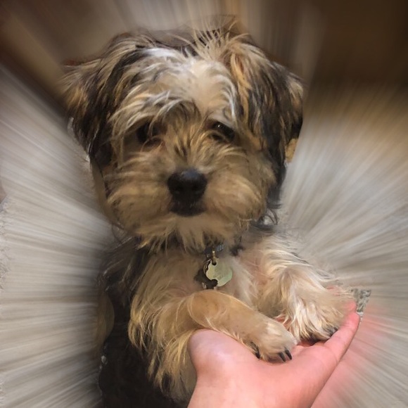 Profile Picture of Michael Inouye (@mikeynoway) on Poshmark