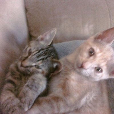 Profile Picture of Danielle Cornell (@MalibuAndStacy) on Twitter