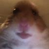 Profile Picture of Andrew Rolfe (@@andrewrolfe1) on Tiktok